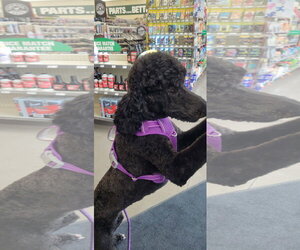 Bernedoodle Dogs for adoption in Polson, MT, USA