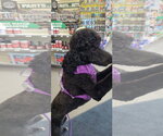Small Bernedoodle