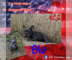 Puppy Blu French Bulldog