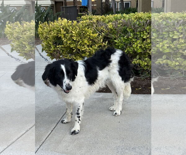 Medium Photo #2 Border Collie-Poodle (Miniature) Mix Puppy For Sale in Lake Elsinore, CA, USA
