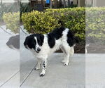 Small #1 Border Collie-Poodle (Miniature) Mix
