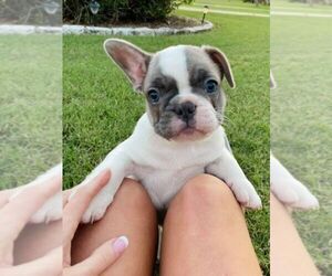 French Bulldog Puppy for sale in TERRELL, TX, USA
