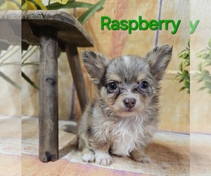 Chihuahua Puppy for sale in HOMERVILLE, GA, USA