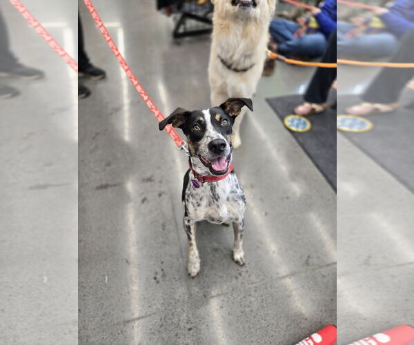 Medium Photo #1 Mutt Puppy For Sale in Minneapolis, MN, USA