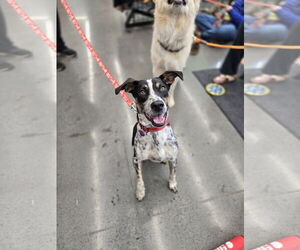 Mutt Dogs for adoption in Minneapolis, MN, USA