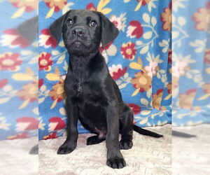 Labrador Retriever-Unknown Mix Dogs for adoption in Wetumpka, AL, USA