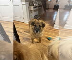 Small #4 Chow Chow-German Shepherd Dog Mix