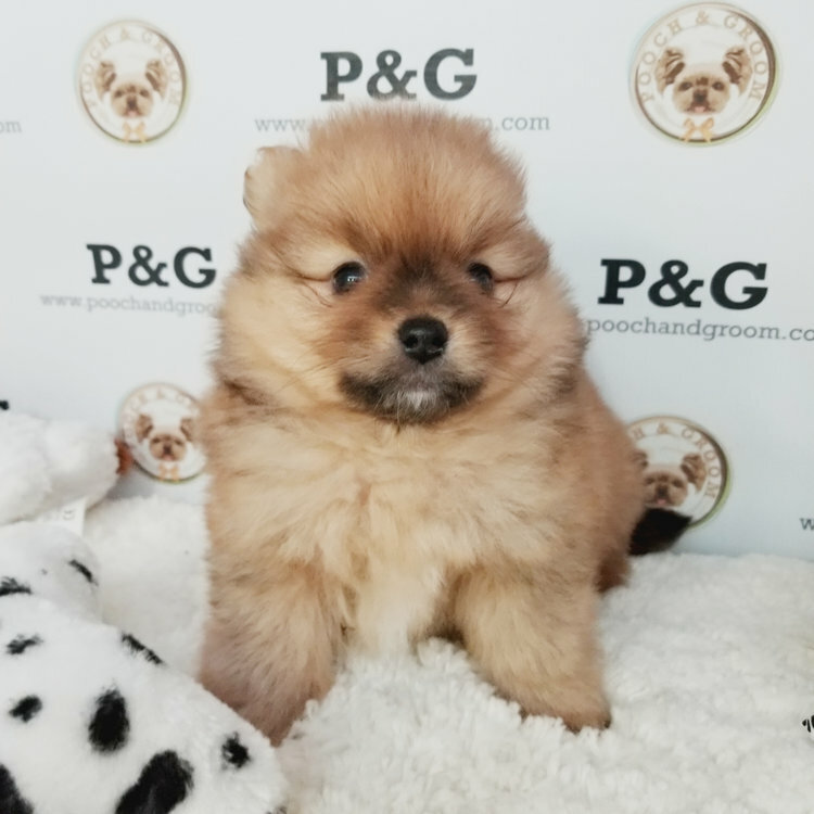 Medium Photo #2 Pomeranian Puppy For Sale in TEMPLE CITY, CA, USA