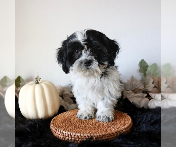 Medium Photo #1 Zuchon Puppy For Sale in ARTHUR, IL, USA