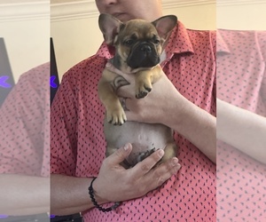 French Bulldog Puppy for Sale in NEW PORT RICHEY, Florida USA