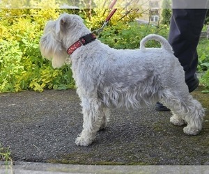 Schnauzer (Miniature) Puppy for Sale in Hatvan, Heves Hungary