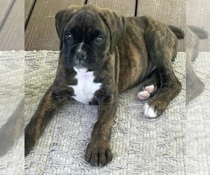 Boxer Puppy for Sale in SHERIDAN, Indiana USA