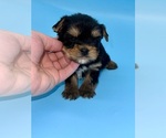 Small Photo #7 Yorkshire Terrier Puppy For Sale in SANDY HOOK, KY, USA