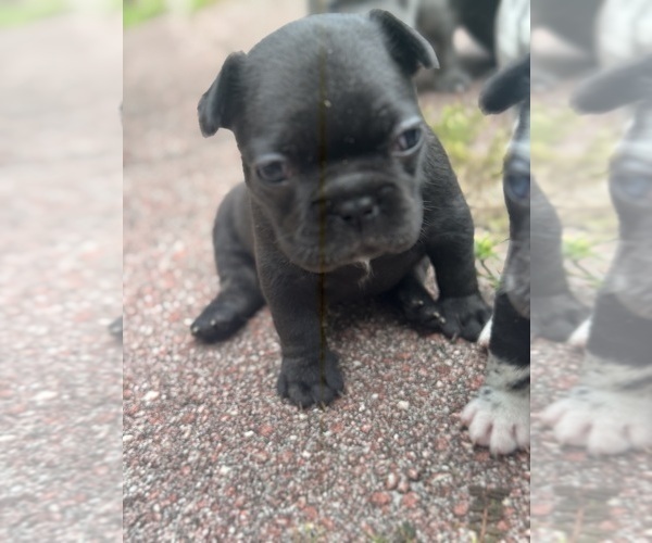 Medium Photo #3 French Bulldog Puppy For Sale in LUTZ, FL, USA