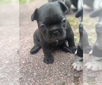 Small #2 French Bulldog