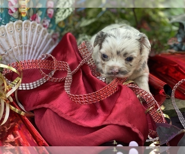 Medium Photo #23 Bullhuahua-Chihuahua Mix Puppy For Sale in RAWSONVILLE, MI, USA