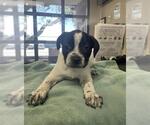 Small #1 Mutt