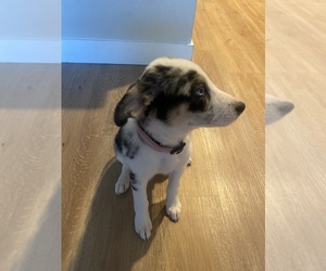 Australian Shepherd-Huskies Mix Puppy for sale in SAN JOSE, CA, USA