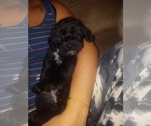 Cock-A-Poo-Labradoodle Mix Puppy for sale in MAGNOLIA, KY, USA