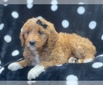 Small Photo #9 Goldendoodle Puppy For Sale in LAKELAND, FL, USA