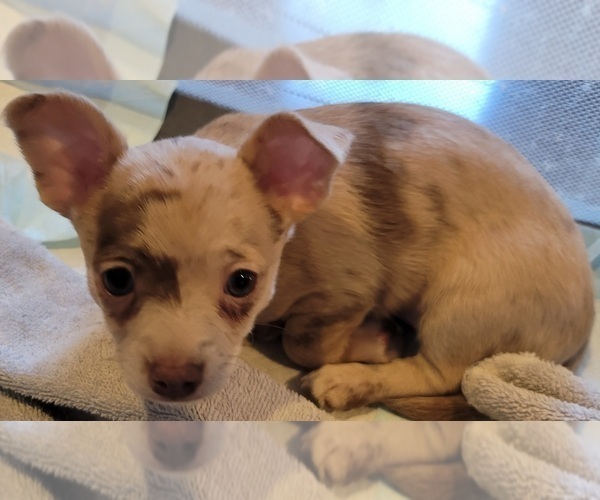 Medium Photo #1 Chihuahua Puppy For Sale in OREGON, WI, USA