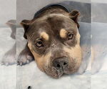 Small #8 American Pit Bull Terrier Mix