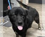 SABRE - Female Akita-Unknown Mix Dog for Adoption - Small photo