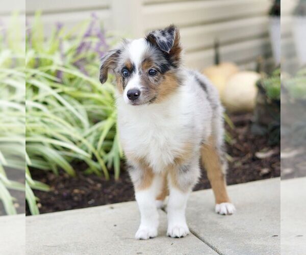 Medium Photo #4 Miniature Australian Shepherd Puppy For Sale in NEW PROVIDENCE, PA, USA