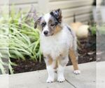 Small #3 Miniature Australian Shepherd