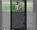 Small Photo #4 German Shepherd Dog-Siberian Husky Mix Puppy For Sale in LANSING, MI, USA