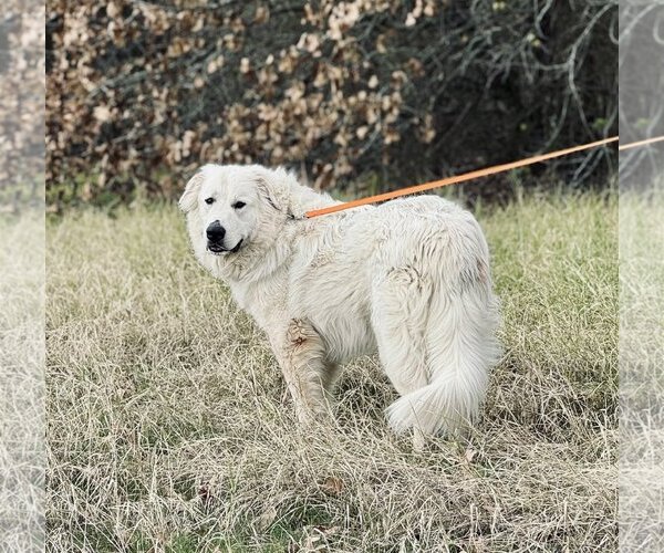 Medium Photo #15 Great Pyrenees Puppy For Sale in Spring, TX, USA