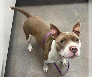 Mutt Dogs for adoption in HESPERIA, CA, USA