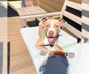 American Pit Bull Terrier Dogs for adoption in Brooklyn, NY, USA