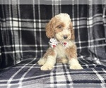 Small #2 Cockapoo