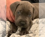 Small Photo #2 Cane Corso Puppy For Sale in ONTARIO, CA, USA
