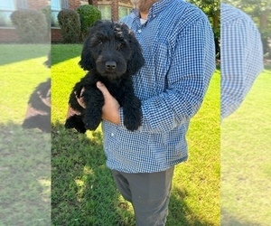 Goldendoodle Puppy for Sale in WATKINSVILLE, Georgia USA