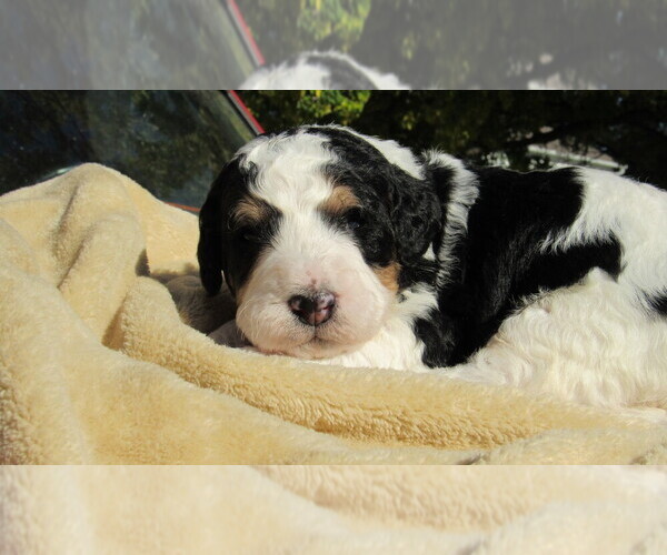 Medium Photo #3 Bernedoodle Puppy For Sale in BIG ROCK, IL, USA