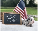 Small Photo #5 Olde English Bulldogge Puppy For Sale in WALTERBORO, SC, USA