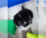 Small #7 Border Collie