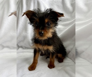 Yorkshire Terrier Puppy for Sale in FAIR HAVEN, Michigan USA