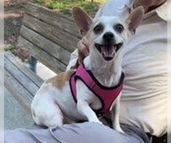 Medium Photo #11 Chihuahua Puppy For Sale in oakland, FL, USA