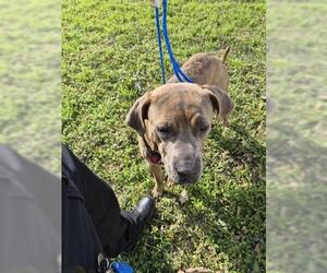 Mutt Dogs for adoption in Houston, TX, USA