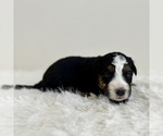 Small Photo #40 Aussiedoodle Miniature -Miniature Bernedoodle Mix Puppy For Sale in CULPEPER, VA, USA