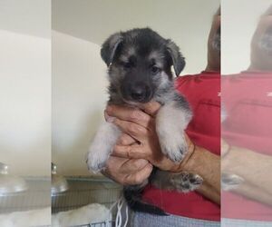 German Shepherd Dog Puppy for sale in GARY, IN, USA