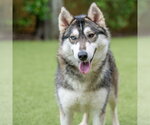 Small Siberian Husky Mix