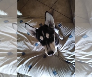 Siberian Husky Puppy for sale in JACKSONVILLE, FL, USA