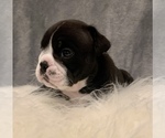 Small Photo #17 Bulldog Puppy For Sale in JACKSONVILLE, FL, USA