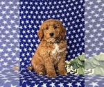 Small Photo #7 Goldendoodle (Miniature) Puppy For Sale in AIRVILLE, PA, USA