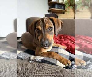 Pointer-Unknown Mix Dogs for adoption in pomfret, CT, USA