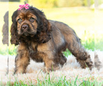 Small Photo #30 Cocker Spaniel Puppy For Sale in WARSAW, IN, USA